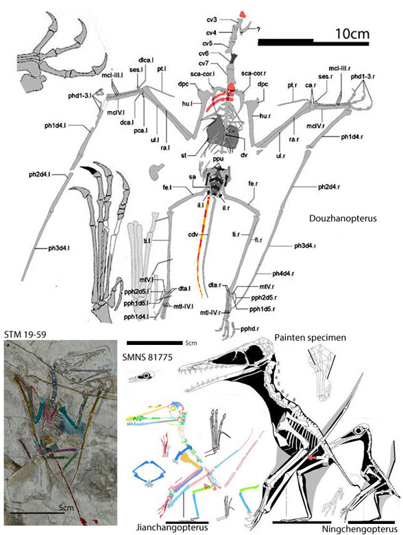 STM 19-59 compared to sister taxa like Douzhanopterus and Jianchangopterus